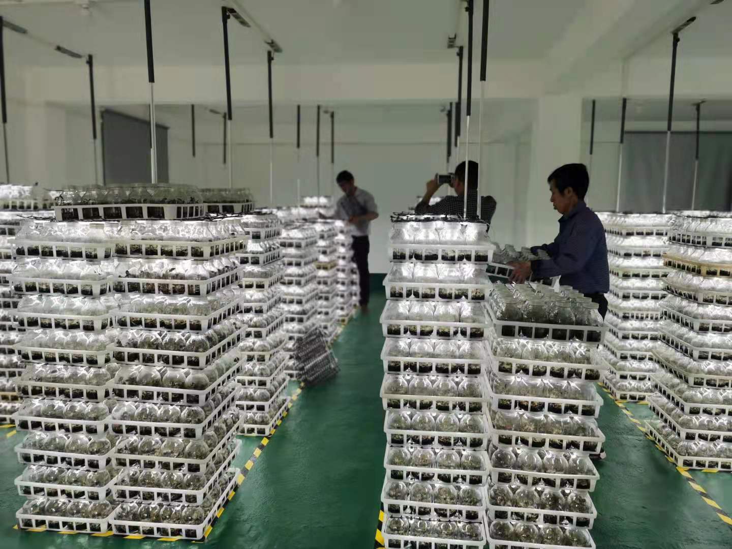 公石松培育试种成功！诏安县林下经济产业将添“新成员”